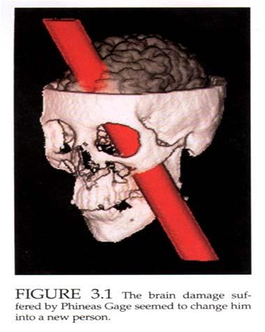 Chapter 2 The Brain or