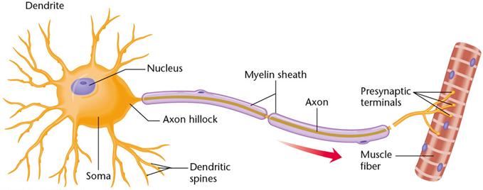 Sensory Neuron Fig. 2-6, p.