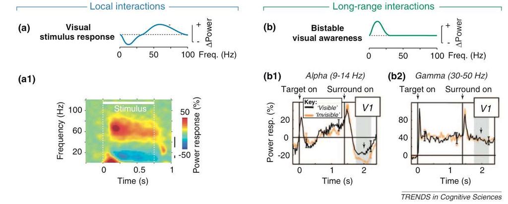 High-frequency (gamma) -> local stimulus processing