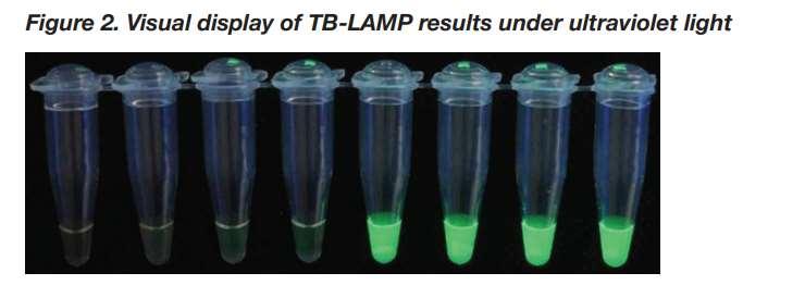 Detection Double-stranded DNA binding dyes, such as SYBR green detect turbidity caused by precipitating magnesium pyrophosphate World Health