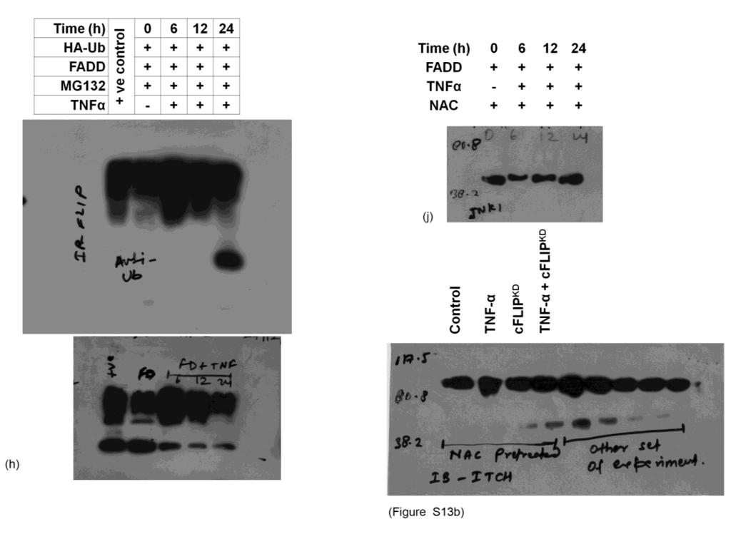138 139 140 141 Figure S15. The uncropped full-length image of western blot results for Figure 6h & j and supplementary fig S13b.