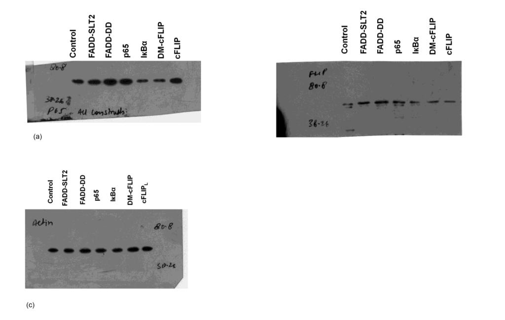 67 68 69 Figure S7. The uncropped full-length image of western blot results for Figure 3c.