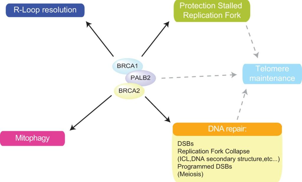 BRCA2 functions in the maintenance of genome stability.
