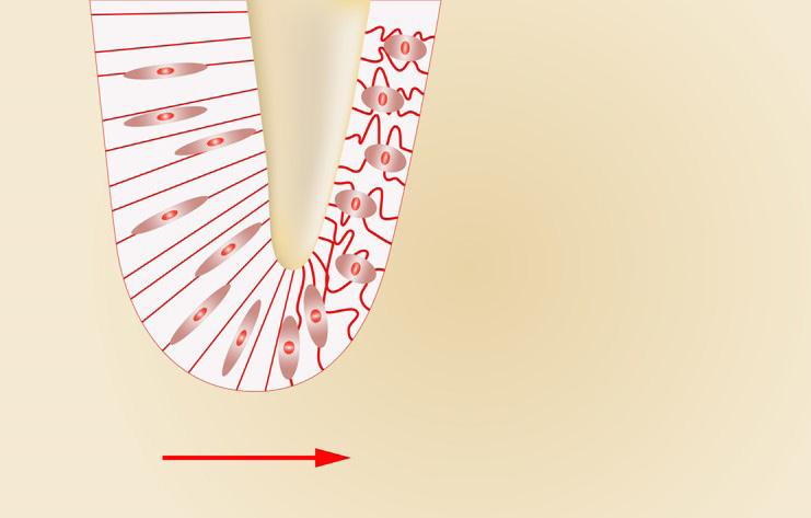 Activation of cellular changes within the periodontal ligament by applying gentle forces.