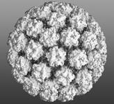 78% effective in preventing HPV 16 and 18 related anal intraepithelial neoplasia Data extrapolated to women and men who have sex with women 4065 healthy men and boys ages 16 26 Randomized,