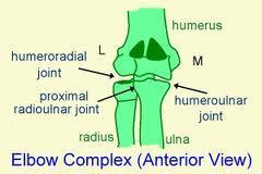 ELBOW ANATOMY, BIOMECHANICS AND PATHOLOGY Kristin Kelley, DPT, OCS, FAAOMPT Elbow Joint Anatomy Joint articulations Humeroulnar