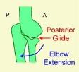 Closed Packed Position Arthrokinematics: Humero-ulnarJt UH: full extension RH 90 flexion, 5 supination Proximal RU: 5 supination, full elbow extension Distal RU: 5 supination Humero-ulnar Joint: