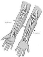 Arthrokinematics: Radio-ulnar Joint Pronation Ulna and radius cross Ulna moves posterior/lateral Limited by bone on bone Supination Radius and ulna are parallel Ulna moves medial and anterior Limited