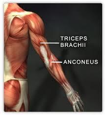ulna during pronation and to triquetrum during wrist ROM Elbow Flexors strength max 90-110 deg Biceps