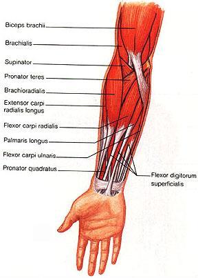 Forearm Supinators Supinator slow Biceps fast/resisted, strongest at 90 deg Forearm Pronators Pronator teres Pronator quadratus Medical Orthopedics-Elbow Arterial Injury Pain out of proportion to