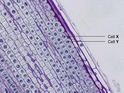 MITOSIS. STEM CELLS. Thornton College NAME. Q. The photograph shows some cells in the root of an onion plant. By UAF Center for Distance Education [CC BY 2.