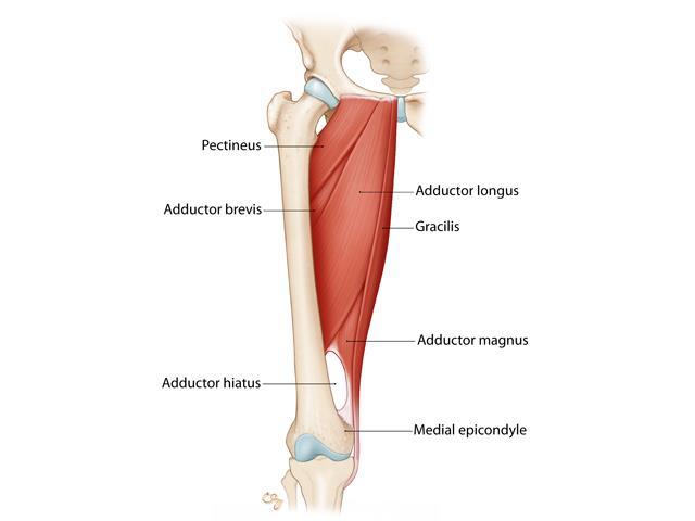 Exam: Strength Testing Adductor Muscles Adductor longus