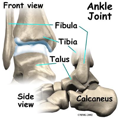Anatomy Complex hinge joint Articulations among: Fibula Tibia Talus