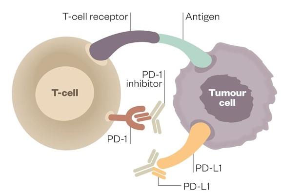 PD-1 inhibitors = the highest response rate of any single-agent immunotherapy, Activated T cell