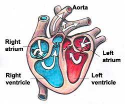 8. Label the Heart: Part Blood Flow (rich or poor O 2)or Function A Aorta Oxygen rich blood flows into this artery from the