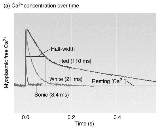 23 Skeletal Muscle Types Fast twitch muscle fibers also pump Ca 2+ faster back into the S.R.