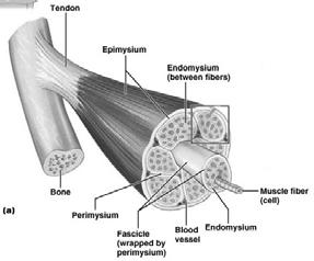 Classification of Muscle Tissue Features shared among all muscle types Contractile filaments (myofilaments) Muscle cells are termed muscle fibers Plasma membrane is called the sarcolemma Cytoplasm is