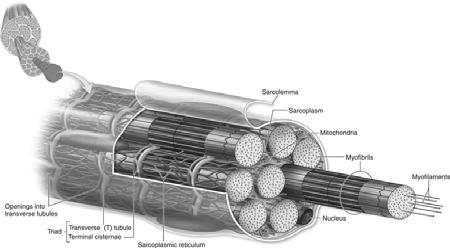 Microscopic Anatomy