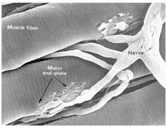 Microscopic Anatomy of Skeletal Muscle How do we get a muscle to shorten? 1. Stimulate it Neuromuscular Junction Events 2.