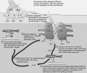 Physiology of Skeletal Muscle Contraction Overview of process animation link Muscle Energetics Two important questions: 1. What is cellular energy used for in muscle action? a. Maintenance of cell membrane potential b.