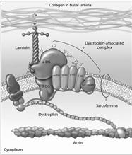 Muscle Mechanics Transmission of force from the sarcomere to the tissue at large Sarcomeres linked by dystrophin to sarcolemma, then via a complex of membrane proteins interacting with cytoskeletal