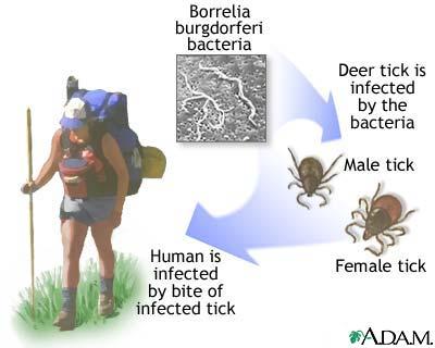 Lyme Disease Bacteria Borrelia burgdorferi causes Lyme disease Transmitted to humans through