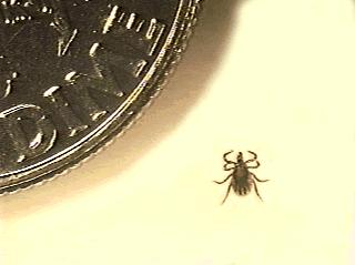Lyme Disease: Transmission Cycle Juvenile ticks (nymphs) most common vector Difficult to see and remove Bacteria
