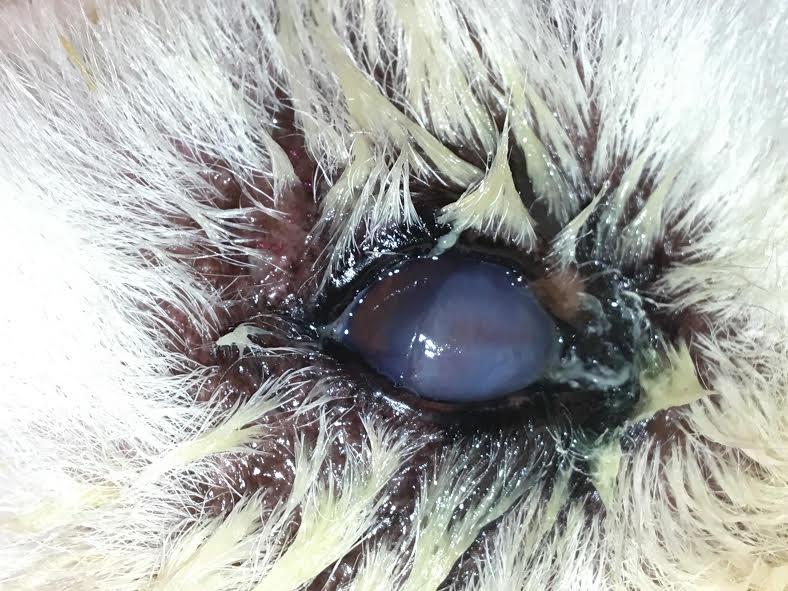 However in some dogs, the distichia are thicker and can cause irritation and corneal ulcers.