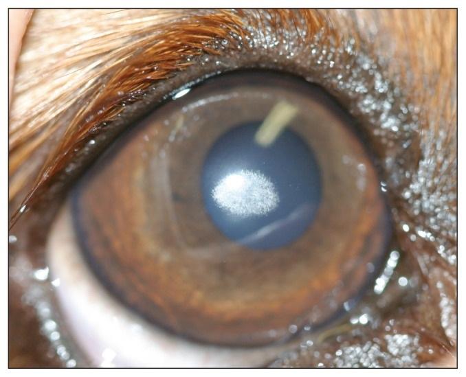 The take home message is that if an ulcer doesn t heal within 1-2 weeks or appears to be getting worse, consider a referral to an eye specialist.