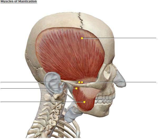 Label the diagram D. Muscles of Mastication These are the muscles involved in chewing food.