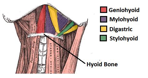 2. Suprahyoid muscles: They are a group of muscles, their function is the elevation of the hyoid bone, the elevation of larynx and at the same time depression of the mandible.
