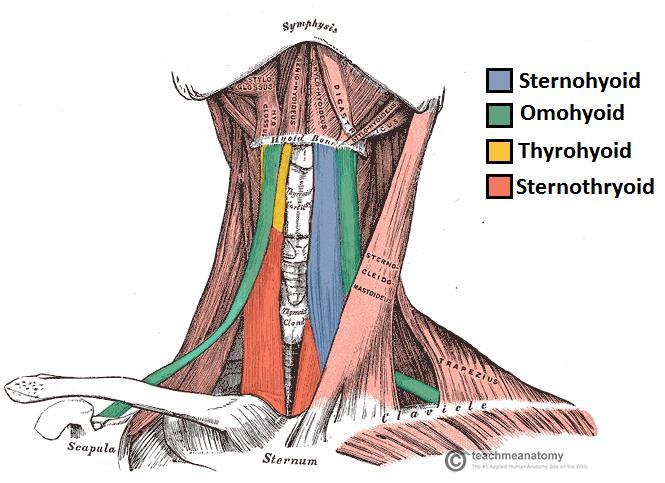 3. Infrahyoid Muscles These group of muscles consists of sternohyoid, omohyoid, sternothyroid, and thyrohyoid muscles.