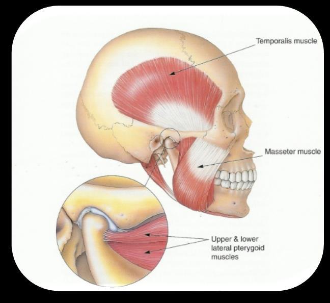 Temporalis Muscle It's a fan-shaped muscle, that's originated from the temporal fossa and associated fascia on the lateral aspect of the skull.