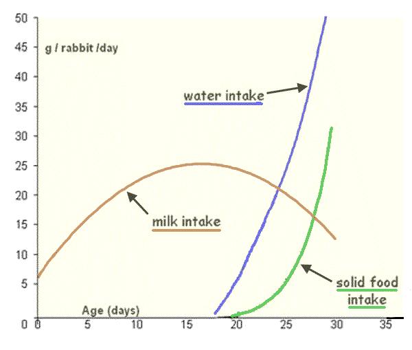 Evolution of daily milk, water and solid food intakes (all as fed) of young rabbits between