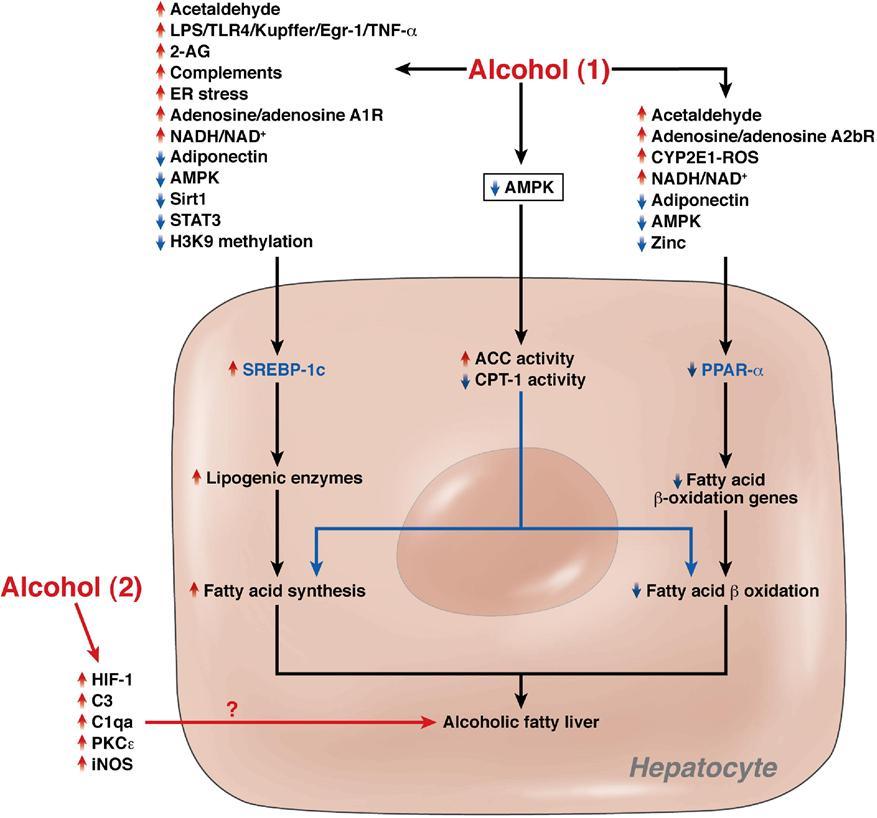 the induction of fatty acid synthesis and inhibition of fatty liver β-oxidation, which results in the development of alcoholic fatty liver.