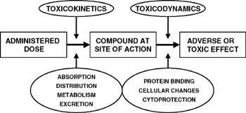 Toxicokinetics and toxicodynamics Toxicokinetics What the body does