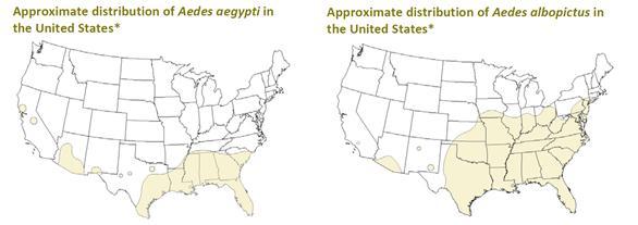Mosquito vectors in the US Two of the most prominent Aedes spp.