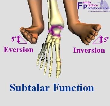 Subtalar joint Clinical significance Mobility Shock