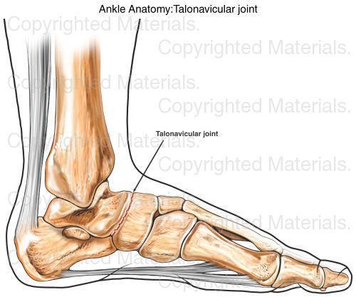 a. Talonavicular joint Articulation: Between the head of Talus and the posterior surface of the