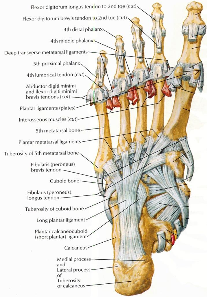 5.Cuboidonavicular joint Articulation : between cuboid and navicular Type :