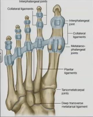 Tarsometatarsal joints and intermetatarsal joints Type : synovial plane joints Capsule : The first tarsometatarsal joint has it`s own capsule and synovial