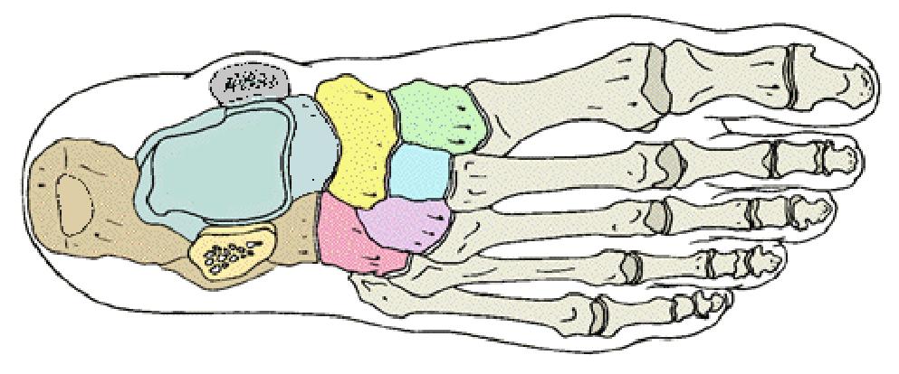 Mnemonic for Learning Tarsal Bones: Tiger Cubs Need M I L C Talus Calcaneus Navicular A boat