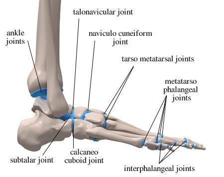 The joints of the foot are numerous. They are classified: A. Intertarsals B.