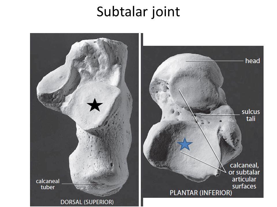 Intertarsal joints On the under surface of talus there are 2 separate joints; The talocalcanean joint at the back The talocalcaneonavicular joint at the front which is more complicated 1.