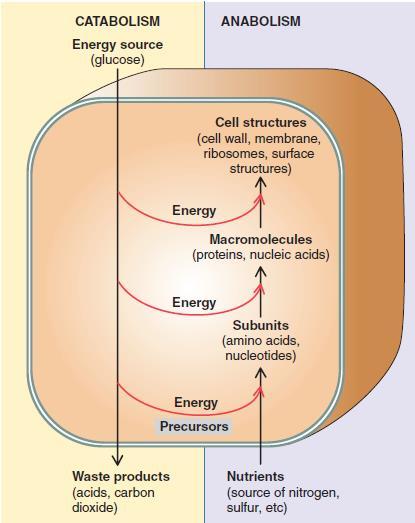 Bacterial Metabolism -Metabolism has two components, catabolism and anabolism.