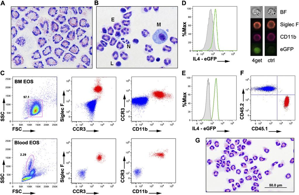Fig. S1. Characteristics of bone-marrow derived eosinophil donor cells. (A) Representative cytospin photomicrograph of day 14 bone-marrow derived eosinophil culture.