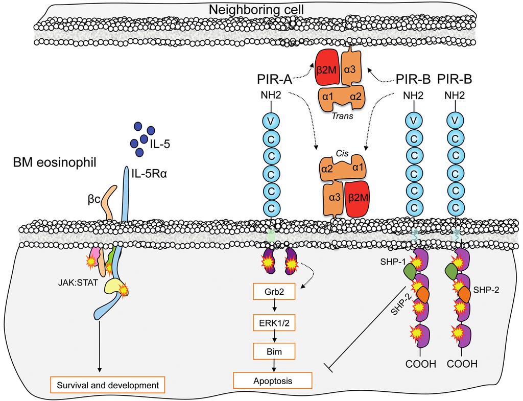 Supplementary Figure 8 Supplementary Figure 8. Schematic presentation of the proposed function of PIRs in eosinophil expansion.