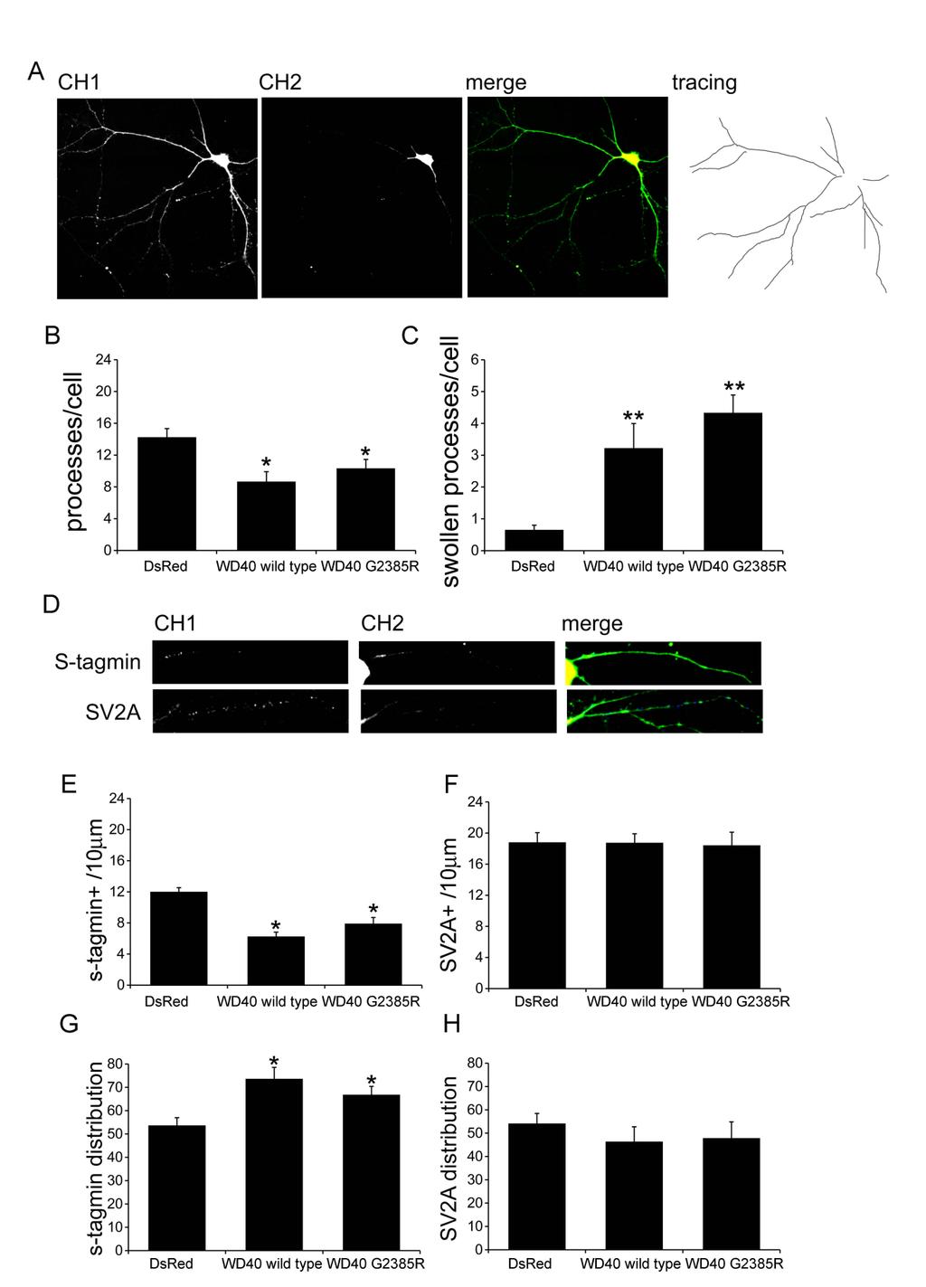 Figure S6. Expression of the LRRK2 WD40 G2385R domain is sufficient to induce neurotoxicity.