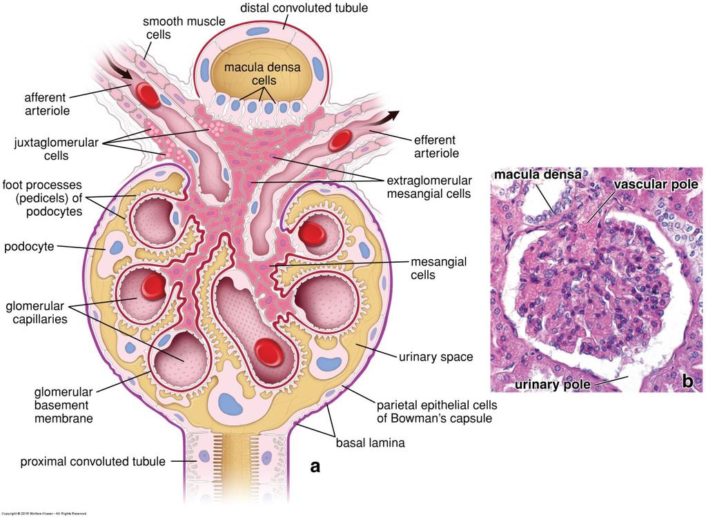 Macula densa Juxtaglomerular cells (JG cells)