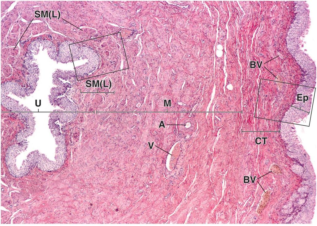 A. Mucosa -- transitional epithelium -- lamina propria B.